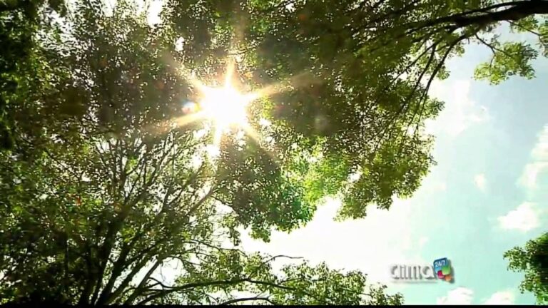 ¡Descubre los árboles no alérgicos que cambiarán tu primavera!