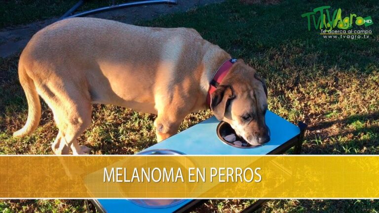 Alerta: Peligroso inicio de c&aacute;ncer de piel en perros