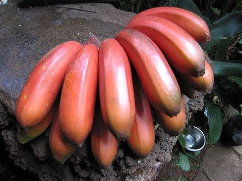 Sorprendente: Descubre el fascinante pl&aacute;tano rojo por dentro